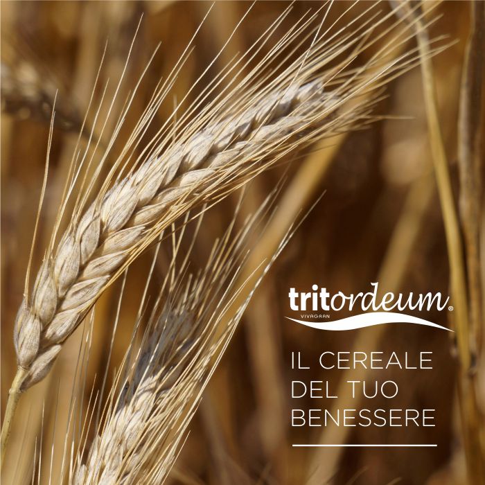 Tritordeum